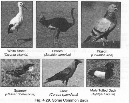 NCERT Exemplar Solutions for Class 9 Science Chapter 7 Diversity in Living Organisms image - 8