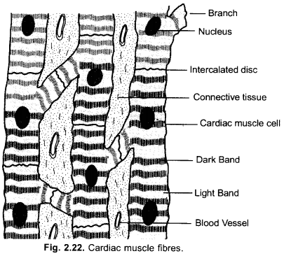 NCERT Solutions for Class 9 Science Chapter 6 Tissues image - 3