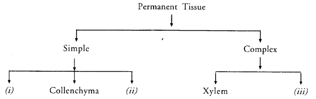 NCERT Solutions for Class 9 Science Chapter 6 Tissues image - 5