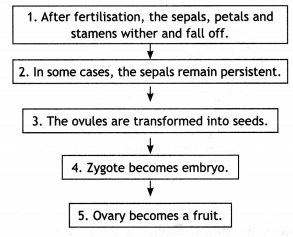 Class 12 Biology Important Questions Chapter 1 Reproduction in Organisms 2