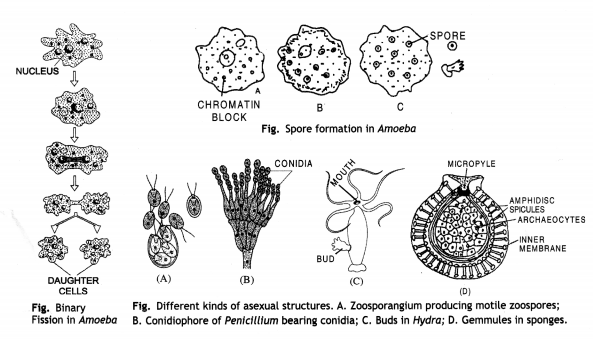 Class 12 Biology Important Questions Chapter 1 Reproduction in Organisms 3