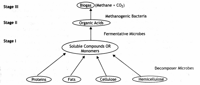 Class 12 Biology Important Questions Chapter 10 Microbes in Human Welfare 3