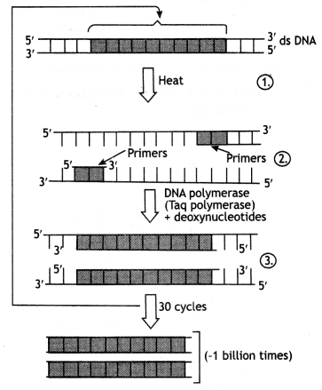 Class 12 Biology Important Questions Chapter 11 Biotechnology 2