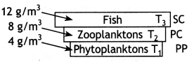 Class 12 Biology Important Questions Chapter 14 Ecosystem 3