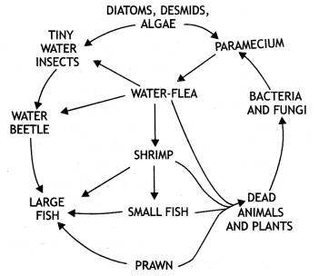 Class 12 Biology Important Questions Chapter 14 Ecosystem 6