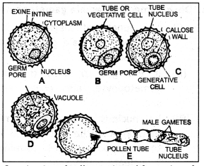 Class 12 Biology Important Questions Chapter 2 Sexual Reproduction in Flowering Plants 15