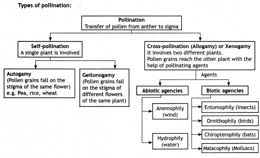 Class 12 Biology Important Questions Chapter 2 Sexual Reproduction in Flowering Plants 4