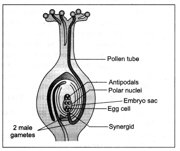 Class 12 Biology Important Questions Chapter 2 Sexual Reproduction in Flowering Plants 9
