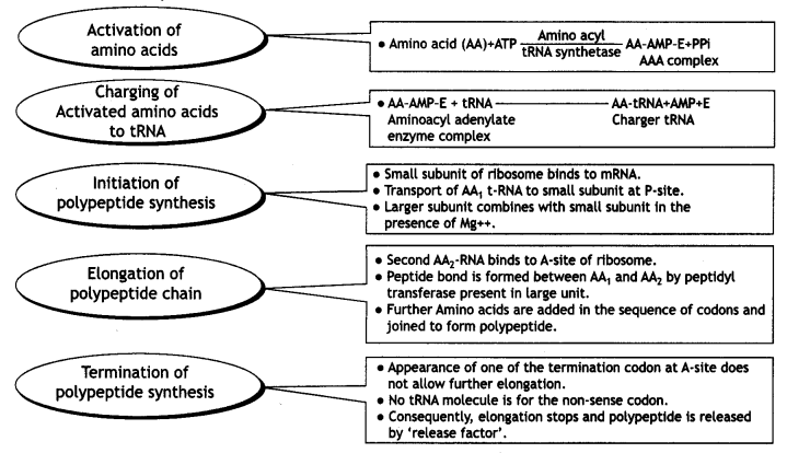 Class 12 Biology Important Questions Chapter 6 Molecular Basis of Inheritance 13