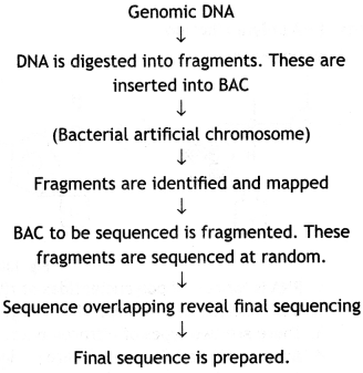 Class 12 Biology Important Questions Chapter 6 Molecular Basis of Inheritance 6