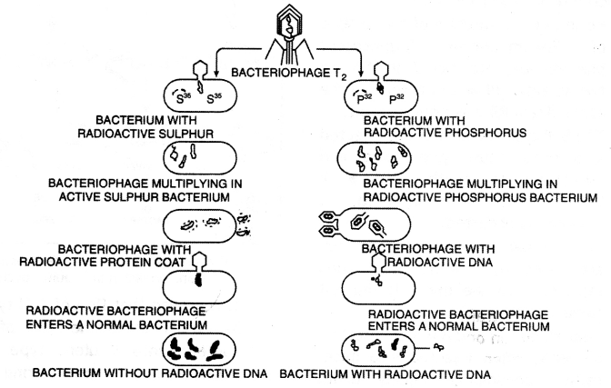 Class 12 Biology Important Questions Chapter 6 Molecular Basis of Inheritance 8