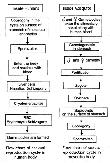 Class 12 Biology Important Questions Chapter 8 Human Health and Disease 2