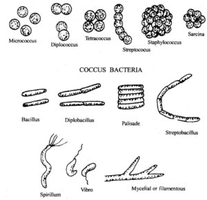 Biological Classification Class 11 Important Extra Questions Biology ...