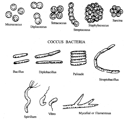 Class 11 Biology Important Questions Chapter 2 Biological Classification 2