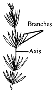 Class 11 Biology Important Questions Chapter 3 Plant Kingdom 10