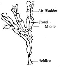 Class 11 Biology Important Questions Chapter 3 Plant Kingdom 12