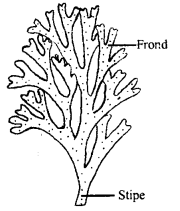 Class 11 Biology Important Questions Chapter 3 Plant Kingdom 13