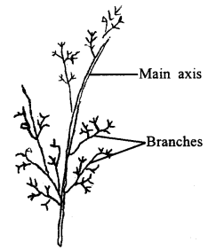 Class 11 Biology Important Questions Chapter 3 Plant Kingdom 4