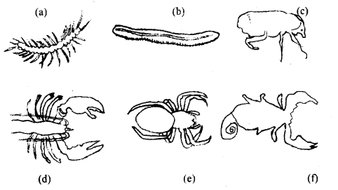 Class 11 Biology Important Questions Chapter 4 Animal Kingdom 20