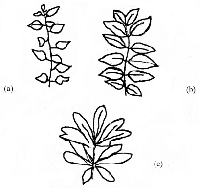 Class 11 Biology Important Questions Chapter 5 Morphology of Flowering Plants 2
