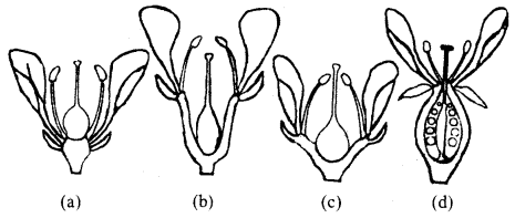 Class 11 Biology Important Questions Chapter 5 Morphology of Flowering Plants 4