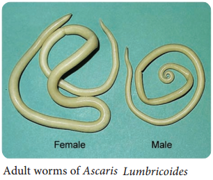 Ascaris Lumbricoides img 1