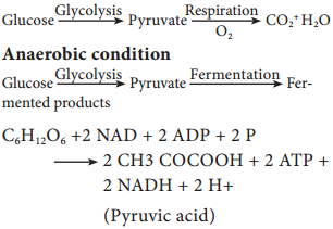 Carbohydrate Catabolism img 1