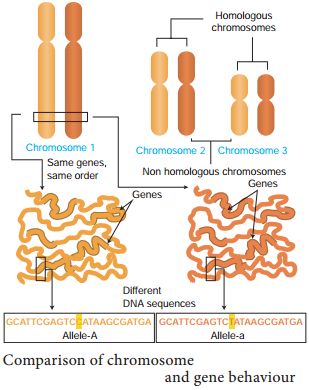 Chromosomal Theory Of Inheritance img 1