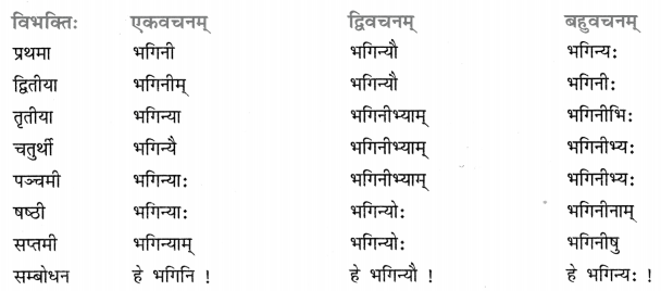 Class 8 Sanskrit Grammar Book Solutions शब्द-रूपाणि 11