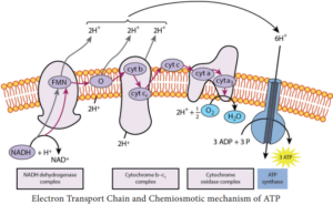 Electron Transport Chain – NCERT MCQ