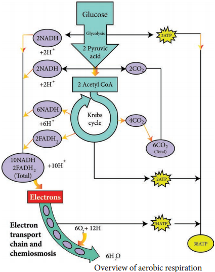 Electron Transport Chain img 2
