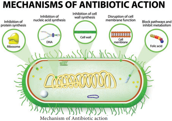 Evaluation of Antimicrobial Chemical Agents Antibiotics img 4
