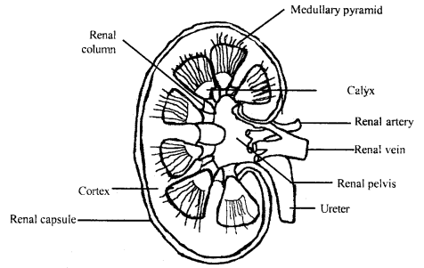 Excretory Products and their Elimination Class 11 Important Extra Questions Biology 2