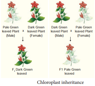 Extra Chromosomal Inheritance - Cytoplasmic Inheritance In Chloroplast img 1