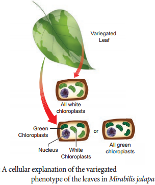Extra Chromosomal Inheritance - Cytoplasmic Inheritance In Chloroplast img 2