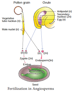 Fertilization of Asexual and sexual Reproduction in Plants img 3