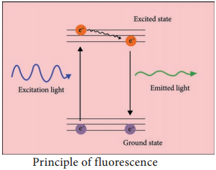 Fluorescence Microscope - Definition, Principle, Parts, Uses img 1