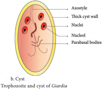 Giardia Lamblia of Medical Parasitology img 2