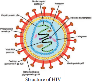 Human Immuno Deficiency Virus img 1