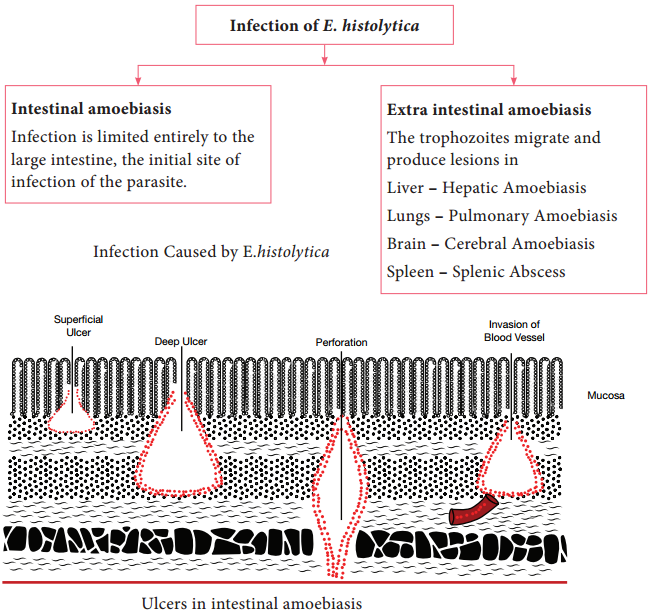 Life Cycle of Entamoeba Histolytica img 3