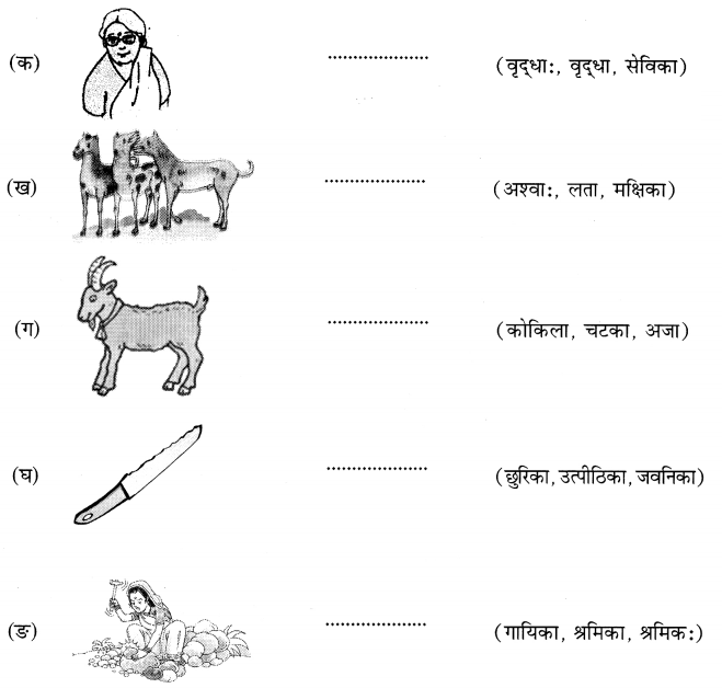Class 6 Sanskrit MCQ Questions