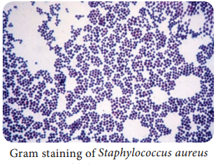 Medical Bacteriology of Staphylococcus aureus img 1