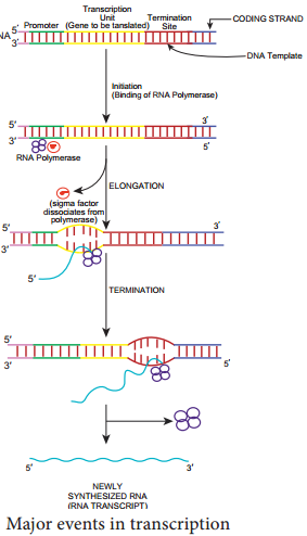 Microbial Genetics Transcription img 1