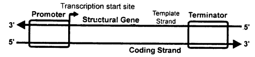 Molecular Basis of Inheritance Class 12 Notes Biology 7