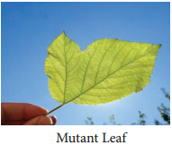 Mutation -Types, Mutagenic Agents And Their Significance. img 1