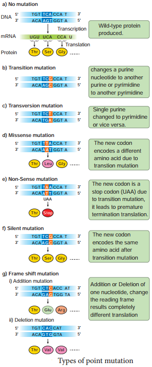 Mutation -Types, Mutagenic Agents And Their Significance. img 2