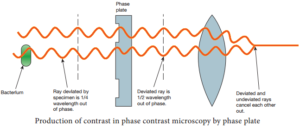 Phase Contrast Microscope – Definition, Principle, Parts, Uses – NCERT MCQ