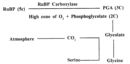 Photosynthesis in Higher Plants Class 11 Important Extra Questions Biology 3