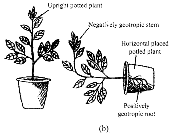 Plant Growth and Development Class 11 Important Extra Questions Biology 6