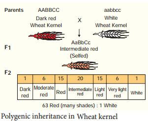 Polygenic Inheritance In Wheat Kernel Colour, Pleiotropy - Pisum Sativum img 2